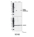 Phospho-p38 MAPK (Thr180/Tyr182) (28B10) Mouse mAb