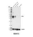 Caspase-3 (D3R6Y) Rabbit mAb