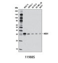 HES1 (D6P2U) Rabbit mAb