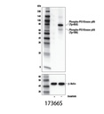 Phospho-PI3 Kinase p85 (Tyr458)/p55 (Tyr199) (E3U1H) Rabbit mAb