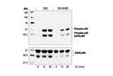 Phospho-SAPK/JNK (Thr183/Tyr185) Antibody