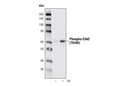 Cell Cycle/Checkpoint Antibody Sampler Kit