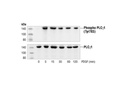 Phospho-PLCγ1 (Tyr783) Antibody