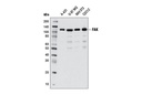 FAK Antibody Sampler Kit