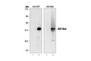 GST Antibody