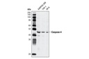 Caspase-4 Antibody