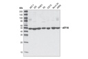 eEF1A Antibody