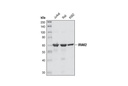 IRAK2 Antibody