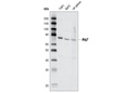 Atg7 Antibody