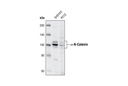 α-N-Catenin Antibody