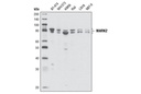 MARK2 Antibody