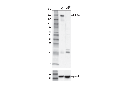 COL3A1 Antibody