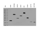 2B5 Anti-His Tag Monoclonal Antibody