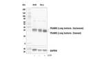 PGAM5 (Long Isoform) (E8C3L) Rabbit mAb
