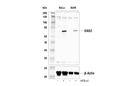 OAS2 Antibody
