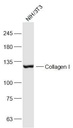 I型胶原蛋白抗体