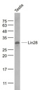 RNA结合蛋白LIN28抗体